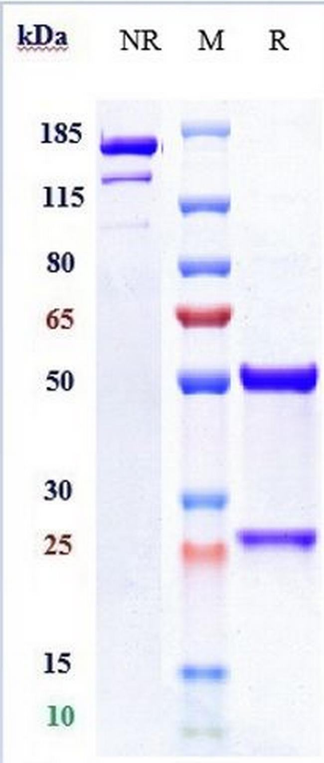 Oleclumab Antibody in SDS-PAGE (SDS-PAGE)