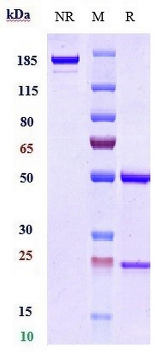 PD-L1 (CD274) (MDX-1105 Biosimilar) Antibody in SDS-PAGE (SDS-PAGE)