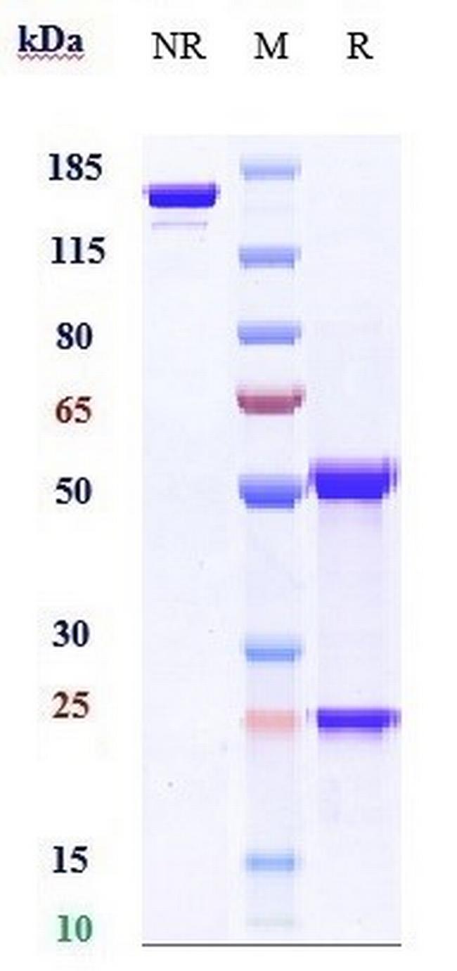 PMEL (Biosimilar) Antibody in SDS-PAGE (SDS-PAGE)