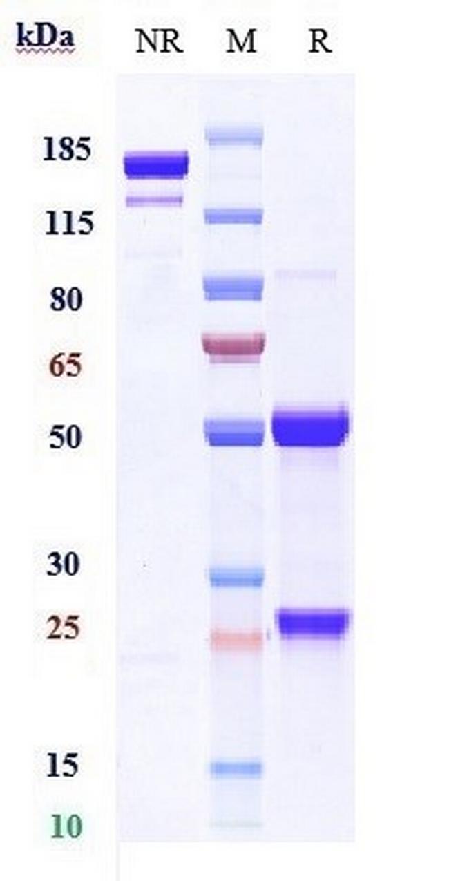 PMEL Biosimilar Antibody in SDS-PAGE (SDS-PAGE)