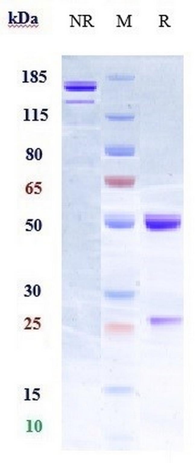 RGMA (Elezanumab Biosimilar) Antibody in SDS-PAGE (SDS-PAGE)