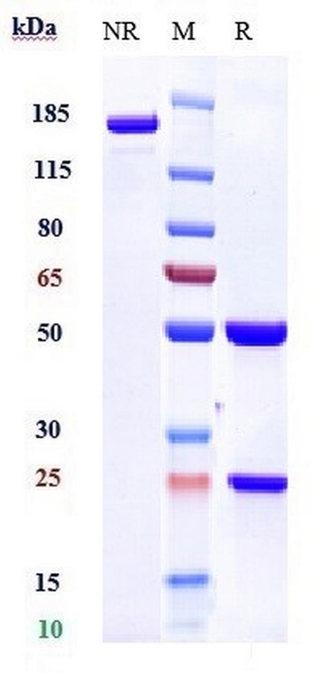 Lirentelimab Humanized Antibody in SDS-PAGE (SDS-PAGE)