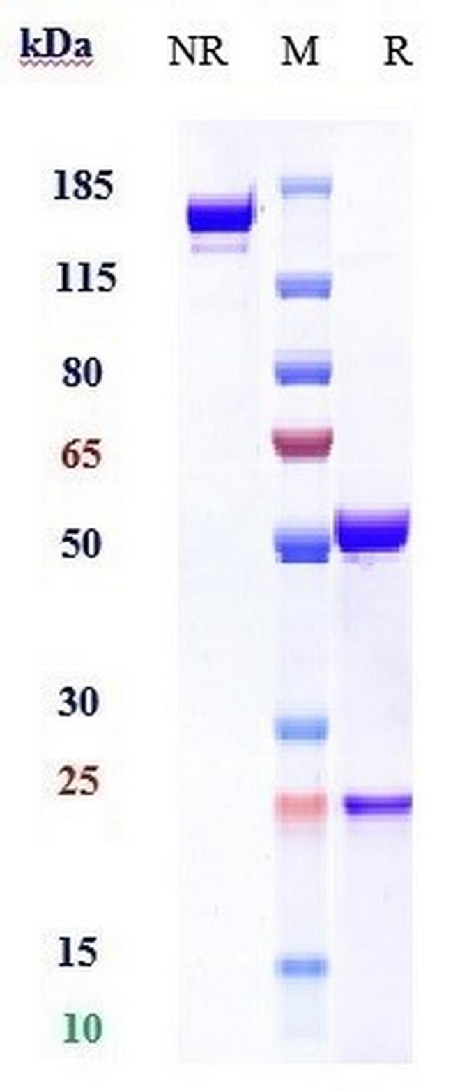 CRACC (CD319) (Elotuzumab Biosimilar) Antibody in SDS-PAGE (SDS-PAGE)