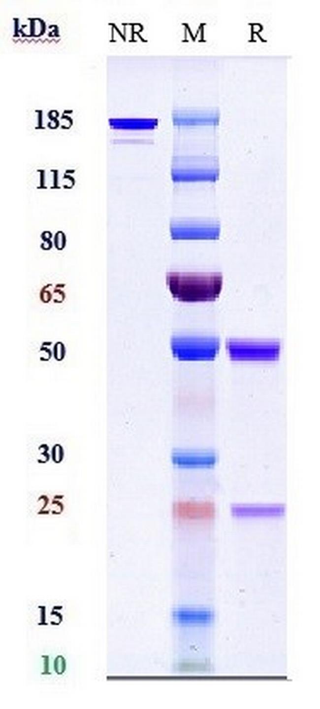 TNF alpha (Adalimumab Biosimilar) Antibody in SDS-PAGE (SDS-PAGE)