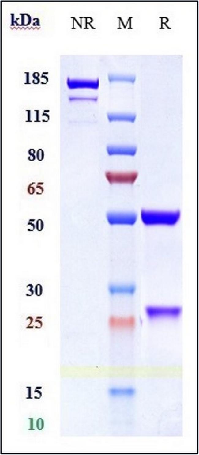CD166 (ALCAM) Biosimilar Antibody in SDS-PAGE (SDS-PAGE)