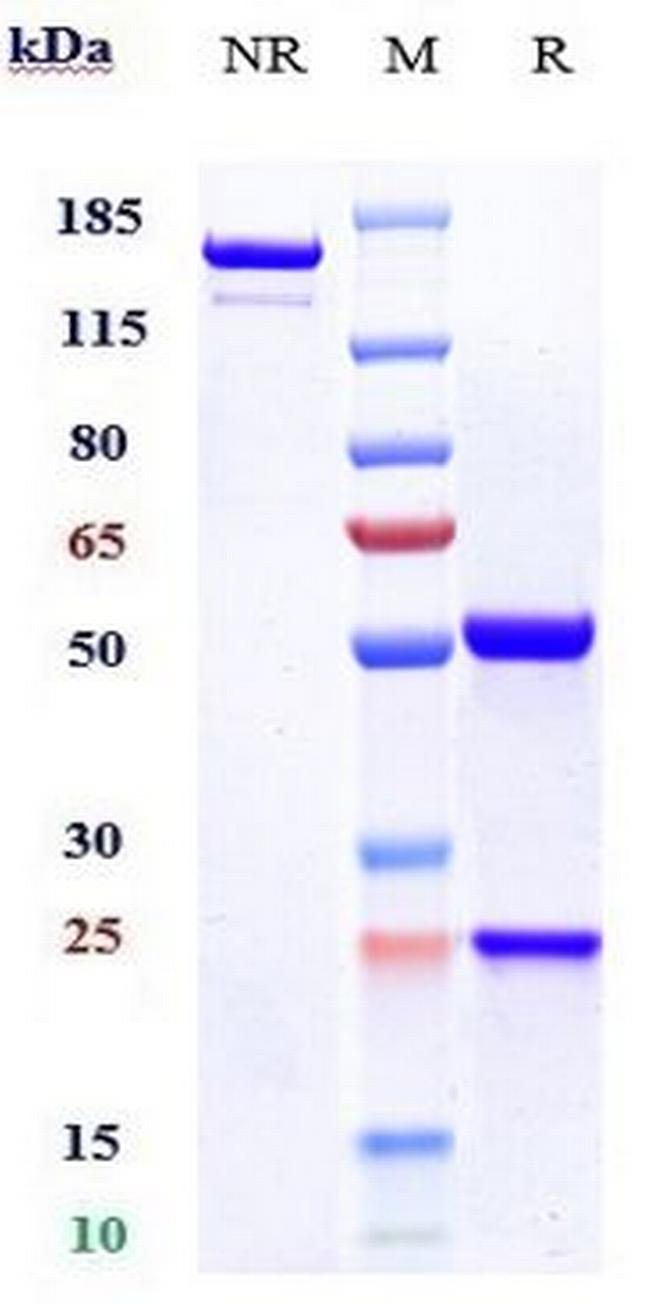 Enoblituzumab Humanized Antibody in SDS-PAGE (SDS-PAGE)