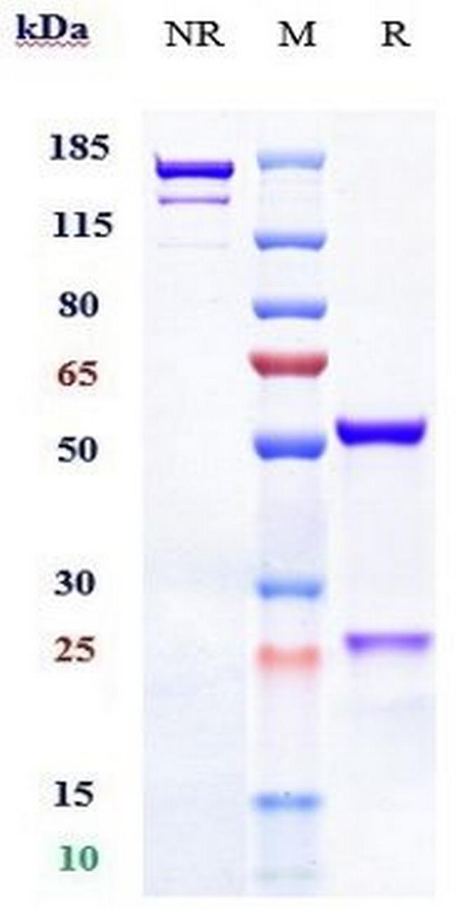 BAFF (BLyS) (Belimumab Biosimilar) Antibody in SDS-PAGE (SDS-PAGE)