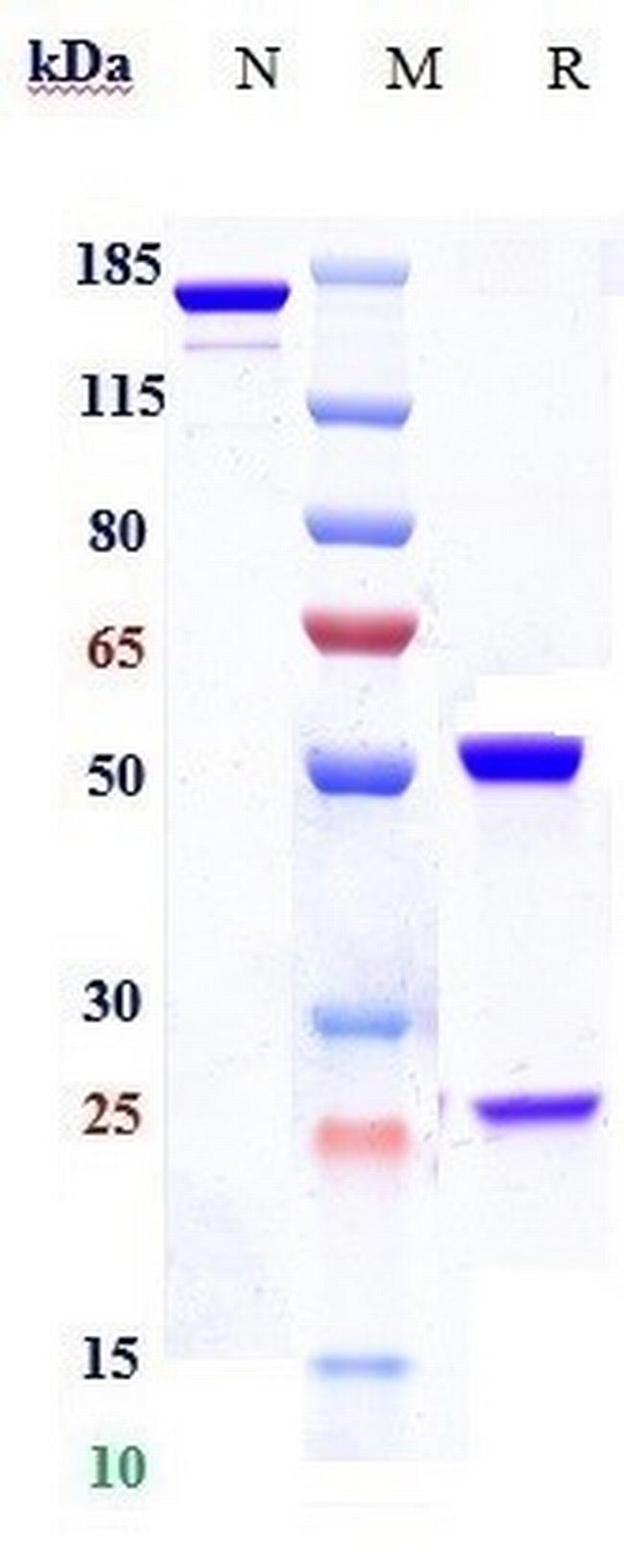 CCR2 (CD192) (Plozalizumab Biosimilar) Antibody in SDS-PAGE (SDS-PAGE)