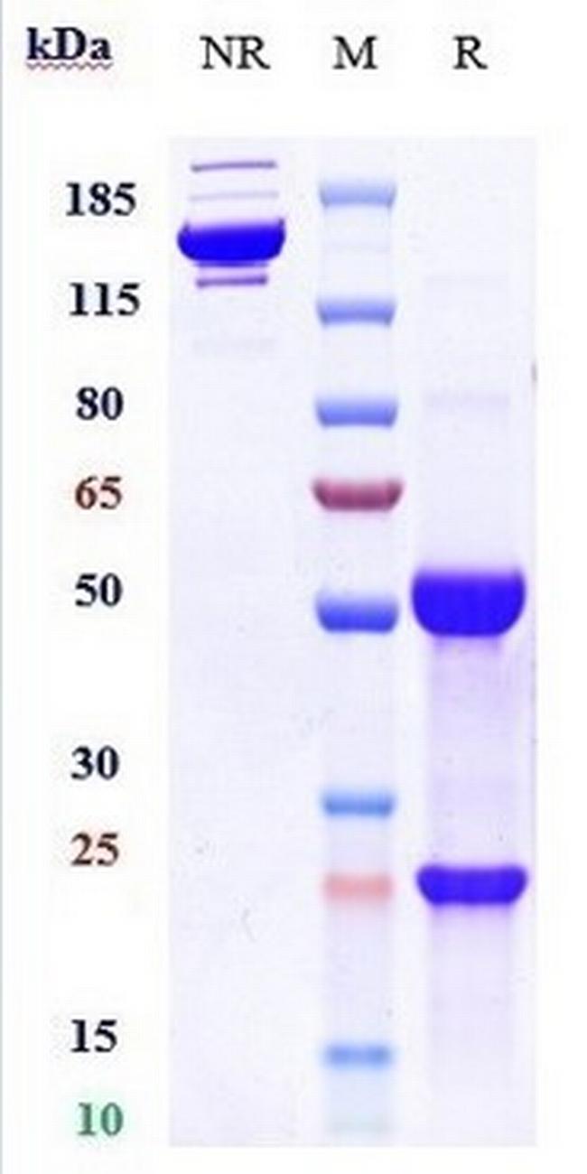 CD123 Biosimilar Antibody in SDS-PAGE (SDS-PAGE)