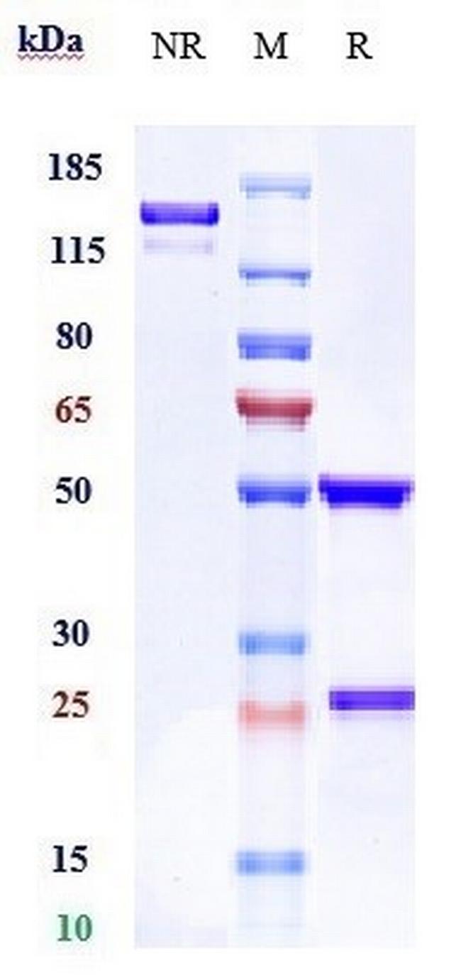 CD32a (FCGR2A) Biosimilar Antibody in SDS-PAGE (SDS-PAGE)