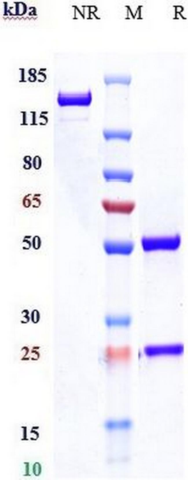 CD47 (Magrolimab Biosimilar) Antibody in SDS-PAGE (SDS-PAGE)