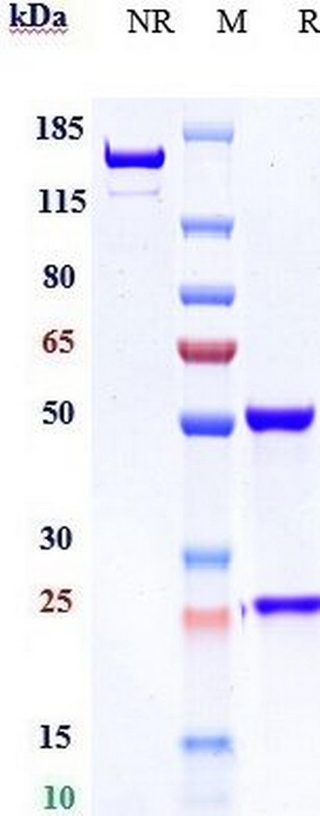 CD56 (NCAM) (Lorvotuzumab Biosimilar) Antibody in SDS-PAGE (SDS-PAGE)