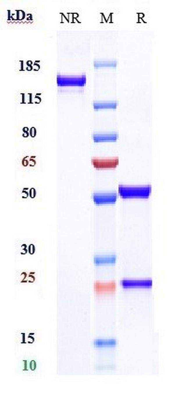 CDCP1 (Biosimilar) Antibody in SDS-PAGE (SDS-PAGE)