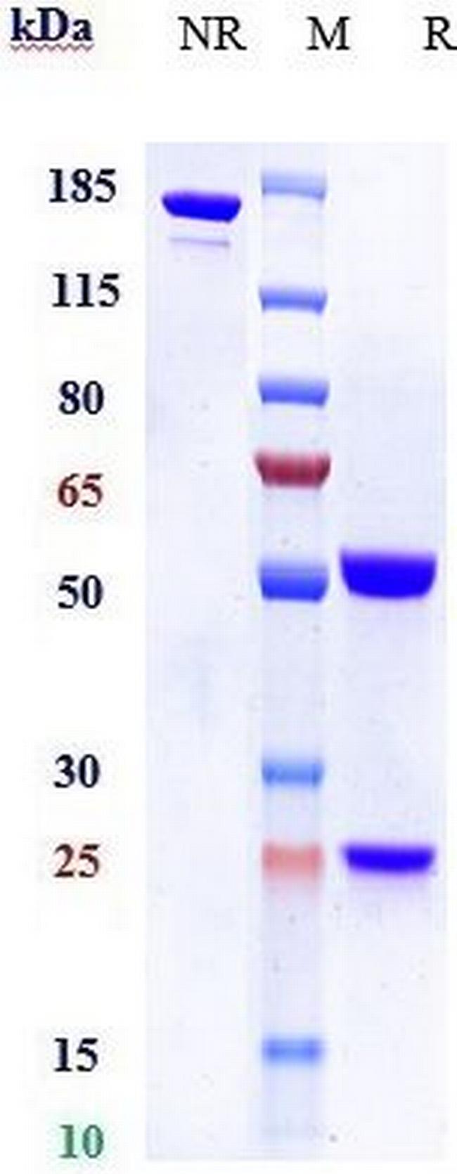 CD66a (CEACAM1) Humanized Biosimilar Antibody in SDS-PAGE (SDS-PAGE)