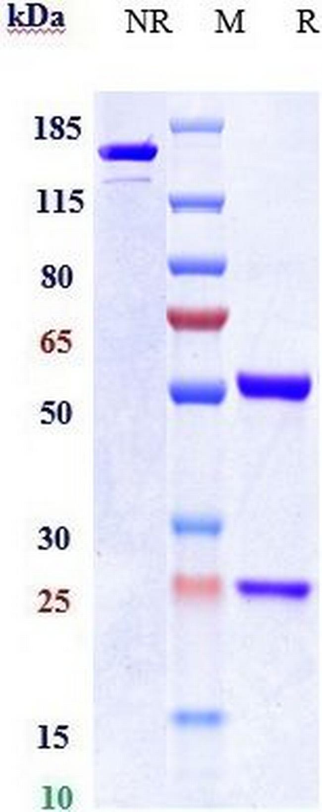 CD66c (CEACAM6) Humanized Biosimilar Antibody in SDS-PAGE (SDS-PAGE)
