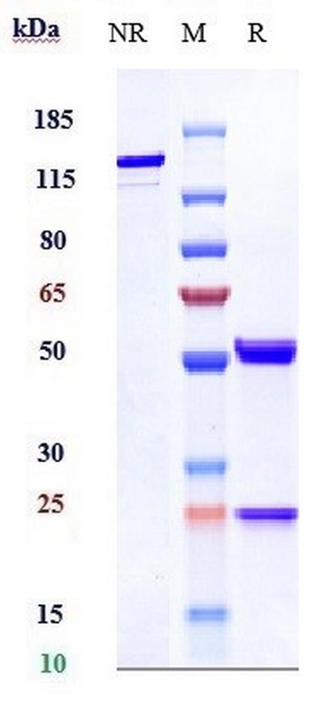 CLEC14A (Biosimilar) Antibody in SDS-PAGE (SDS-PAGE)