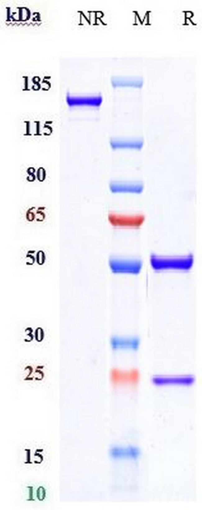 Eldelumab Antibody in SDS-PAGE (SDS-PAGE)