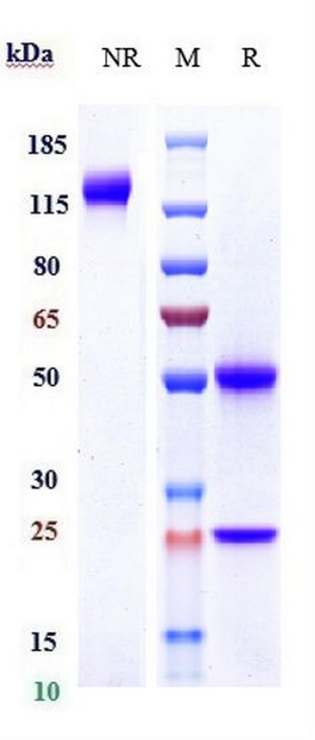 DLL4 (Demcizumab Biosimilar) Antibody in SDS-PAGE (SDS-PAGE)