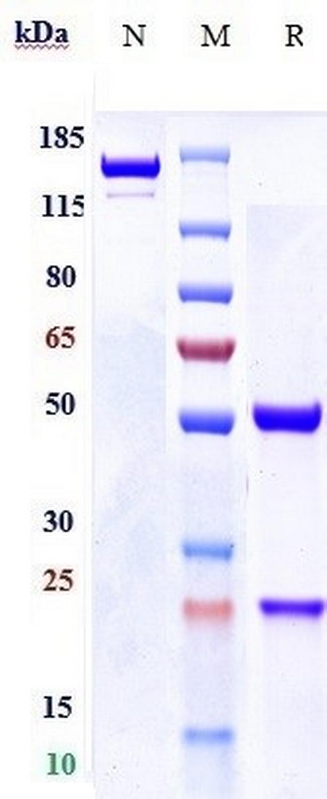 FGFR3 (Biosimilar) Antibody in SDS-PAGE (SDS-PAGE)