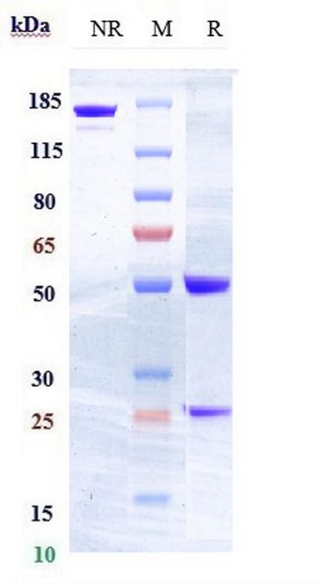 FLT3 (CD135) Biosimilar Antibody in SDS-PAGE (SDS-PAGE)