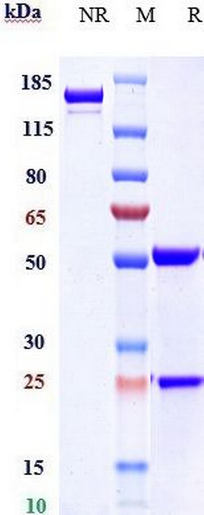 GIPR (Biosimilar) Antibody in SDS-PAGE (SDS-PAGE)