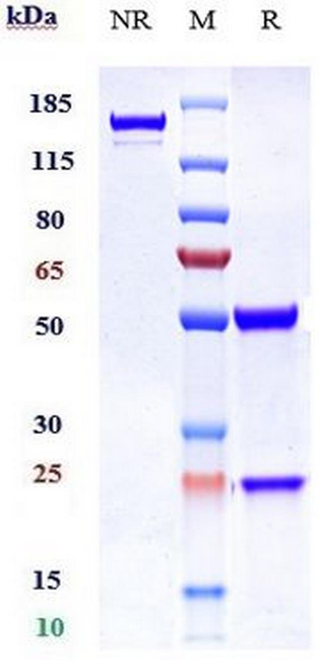 GITR (Ragifilimab Biosimilar) Antibody in SDS-PAGE (SDS-PAGE)