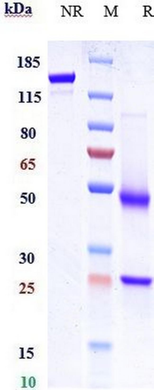 LGR5 (Biosimilar) Antibody in SDS-PAGE (SDS-PAGE)