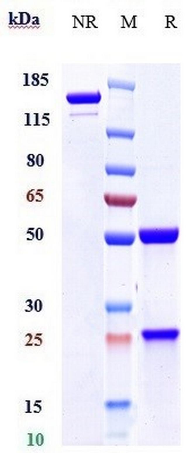 Her-3 (ErbB3) (Patritumab Biosimilar) Antibody in SDS-PAGE (SDS-PAGE)