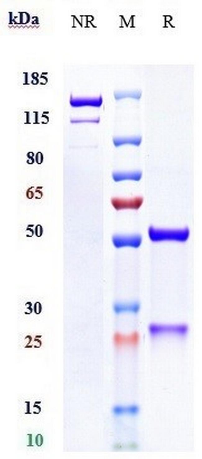 Her-3 (ErbB3) (Seribantumab Biosimilar) Antibody in SDS-PAGE (SDS-PAGE)