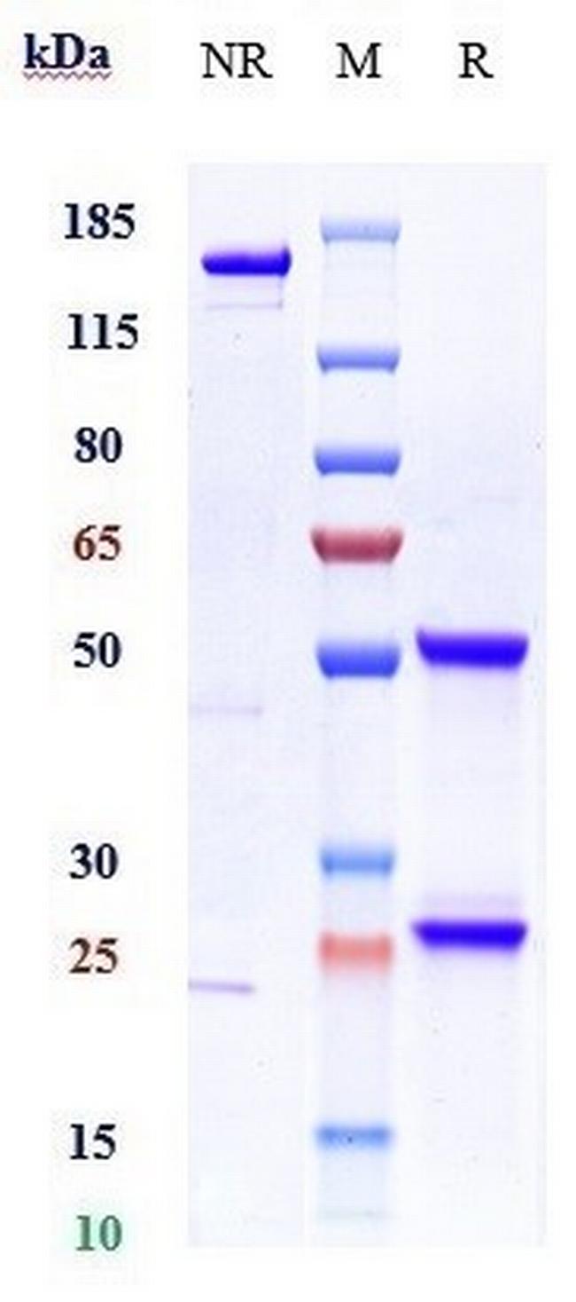 HGF (Ficlatuzumab Biosimilar) Antibody in SDS-PAGE (SDS-PAGE)