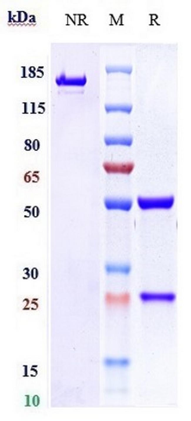 ICOS (CD278) (Vopratelimab Biosimilar) Antibody in SDS-PAGE (SDS-PAGE)