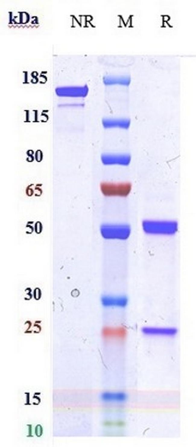 IDO2 Biosimilar Antibody in SDS-PAGE (SDS-PAGE)