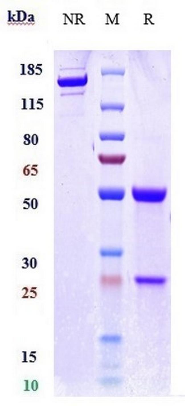 Rontalizumab Humanized Antibody in SDS-PAGE (SDS-PAGE)
