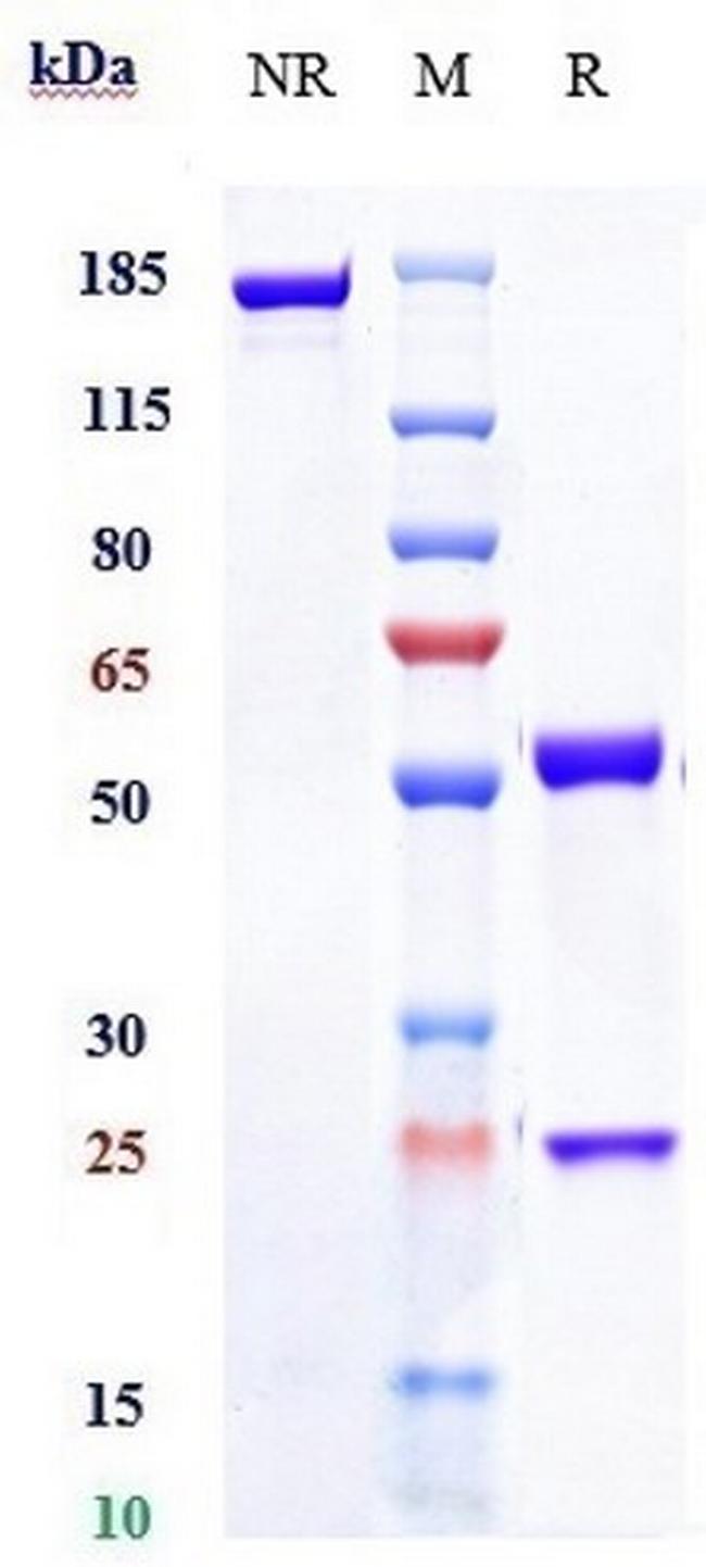 IL-20 (Fletikumab Biosimilar) Antibody in SDS-PAGE (SDS-PAGE)