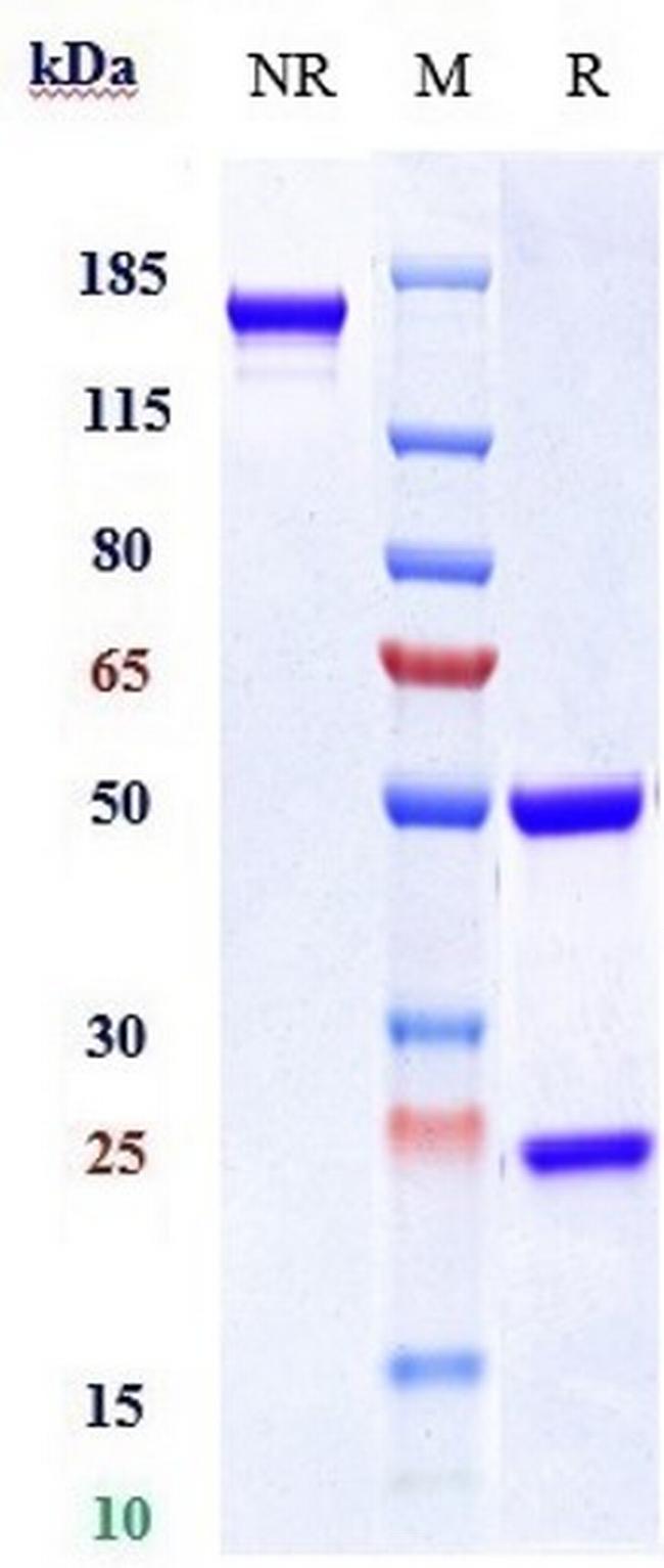IL-23 p19 (Tildrakizumab Biosimilar) Antibody in SDS-PAGE (SDS-PAGE)