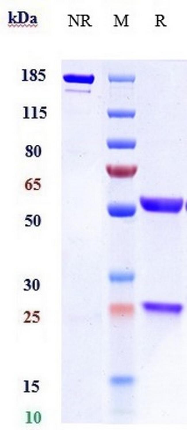 IL-4 (Pascolizumab Biosimilar) Antibody in SDS-PAGE (SDS-PAGE)