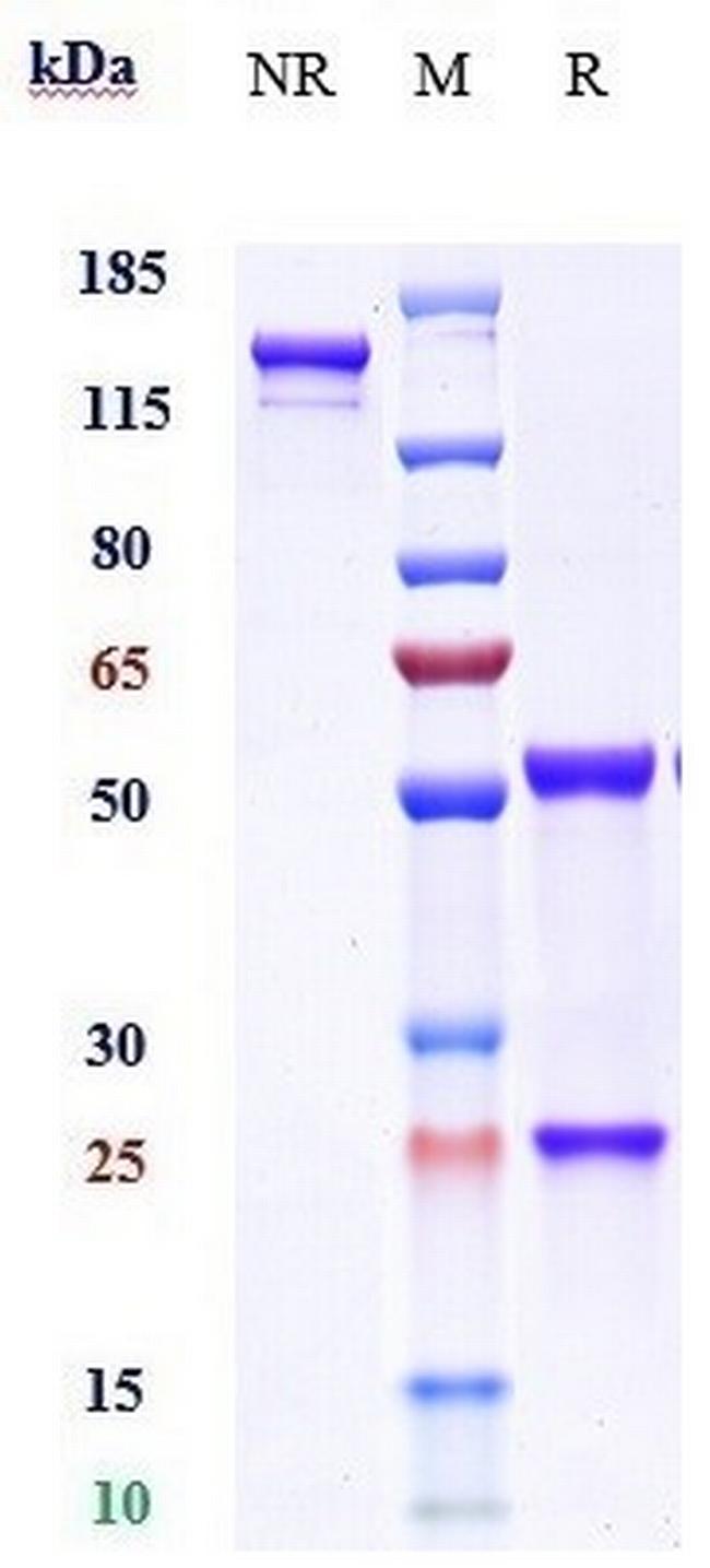 IL-9 (Enokizumab Biosimilar) Antibody in SDS-PAGE (SDS-PAGE)