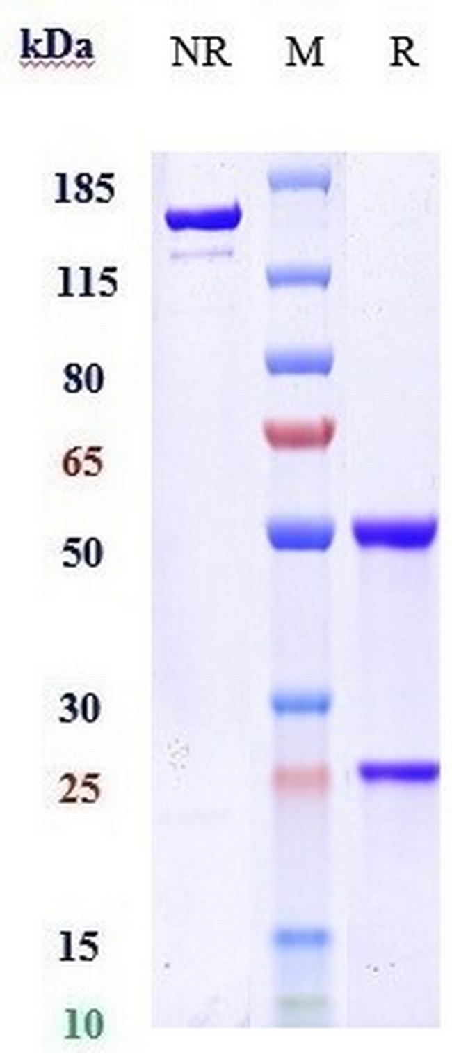 TGF beta-3 (Biosimilar) Antibody in SDS-PAGE (SDS-PAGE)