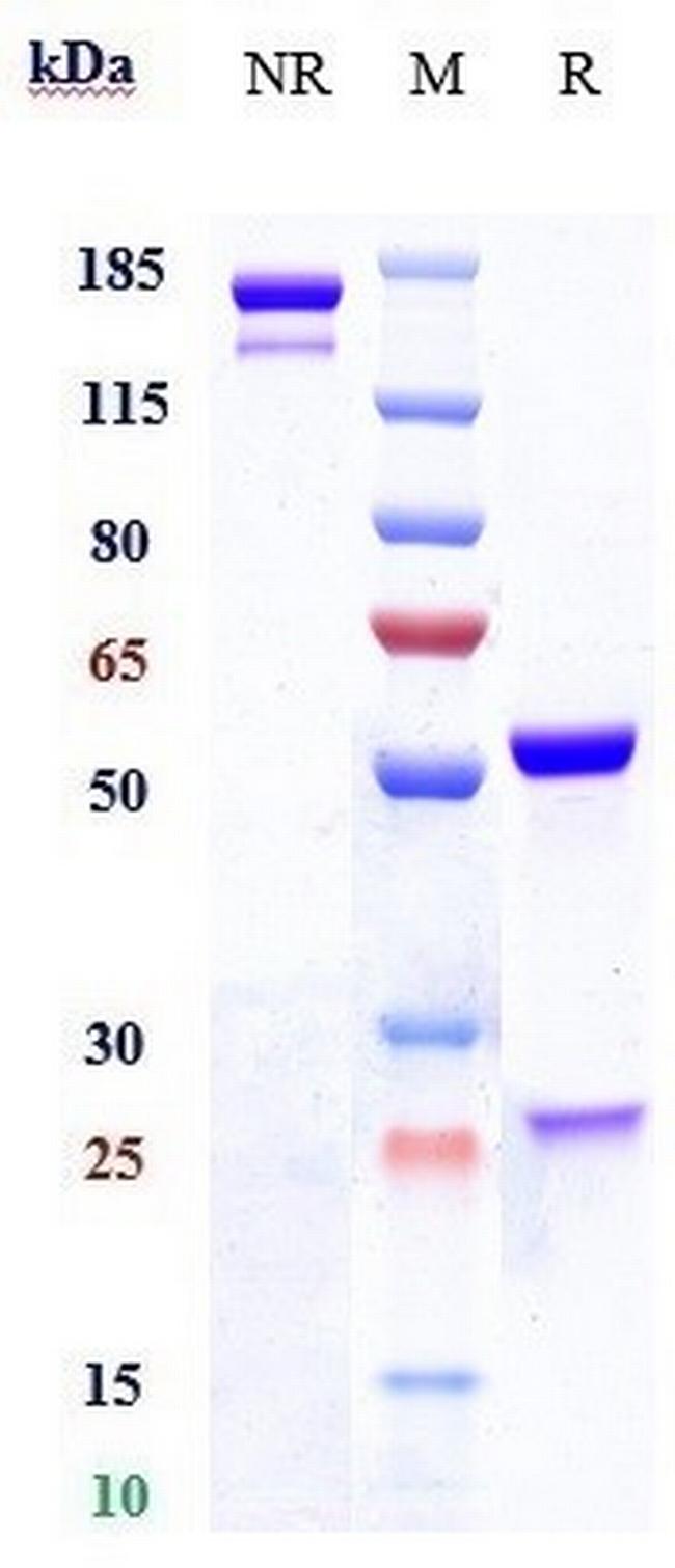 Lewis Y Humanized Biosimilar Antibody in SDS-PAGE (SDS-PAGE)