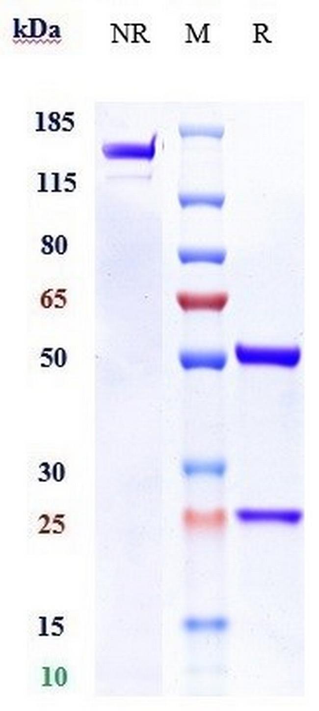 MUC1 (Clivatuzumab Biosimilar) Antibody in SDS-PAGE (SDS-PAGE)