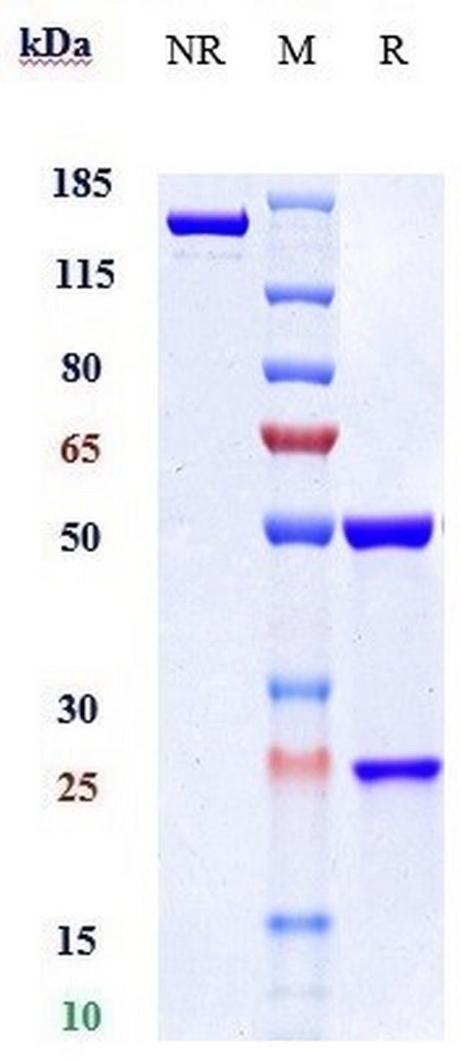 Myostatin (Landogrozumab Biosimilar) Antibody in SDS-PAGE (SDS-PAGE)