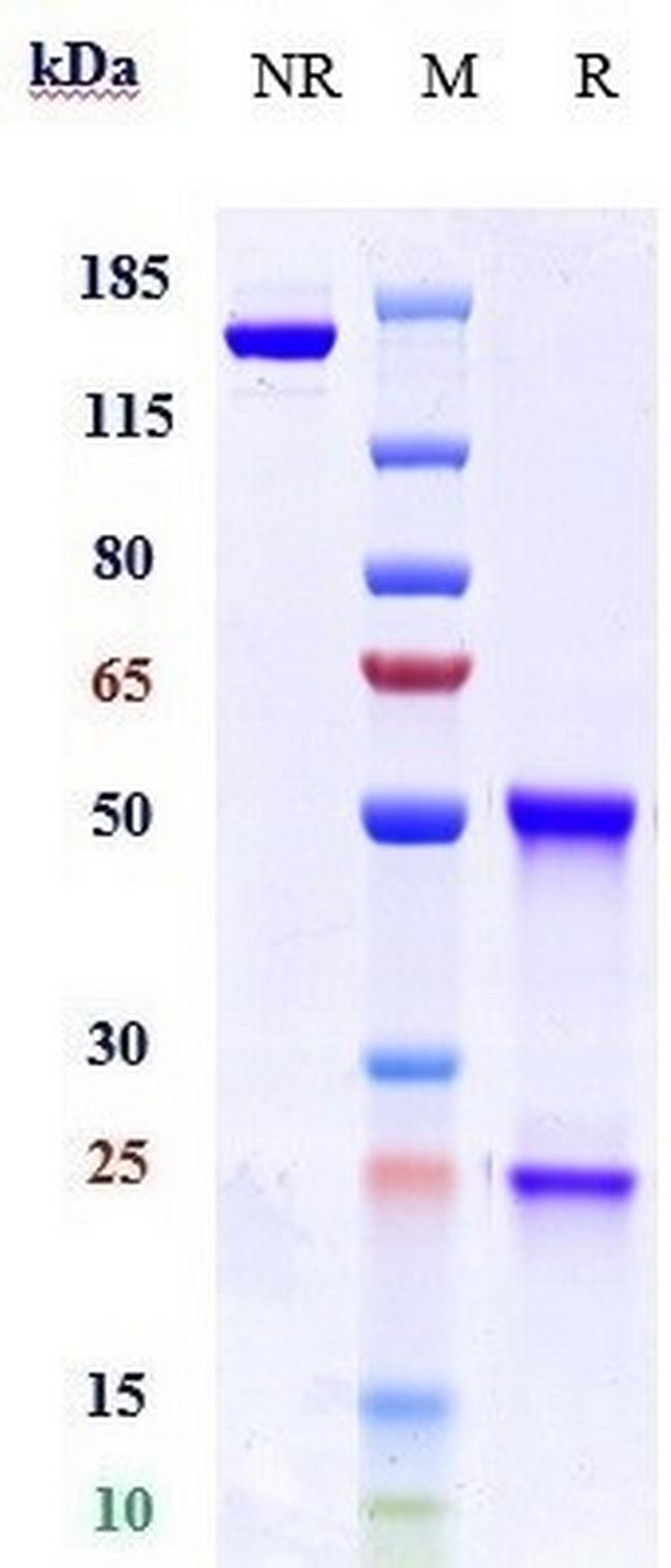 Myostatin (Trevogrumab Biosimilar) Antibody in SDS-PAGE (SDS-PAGE)