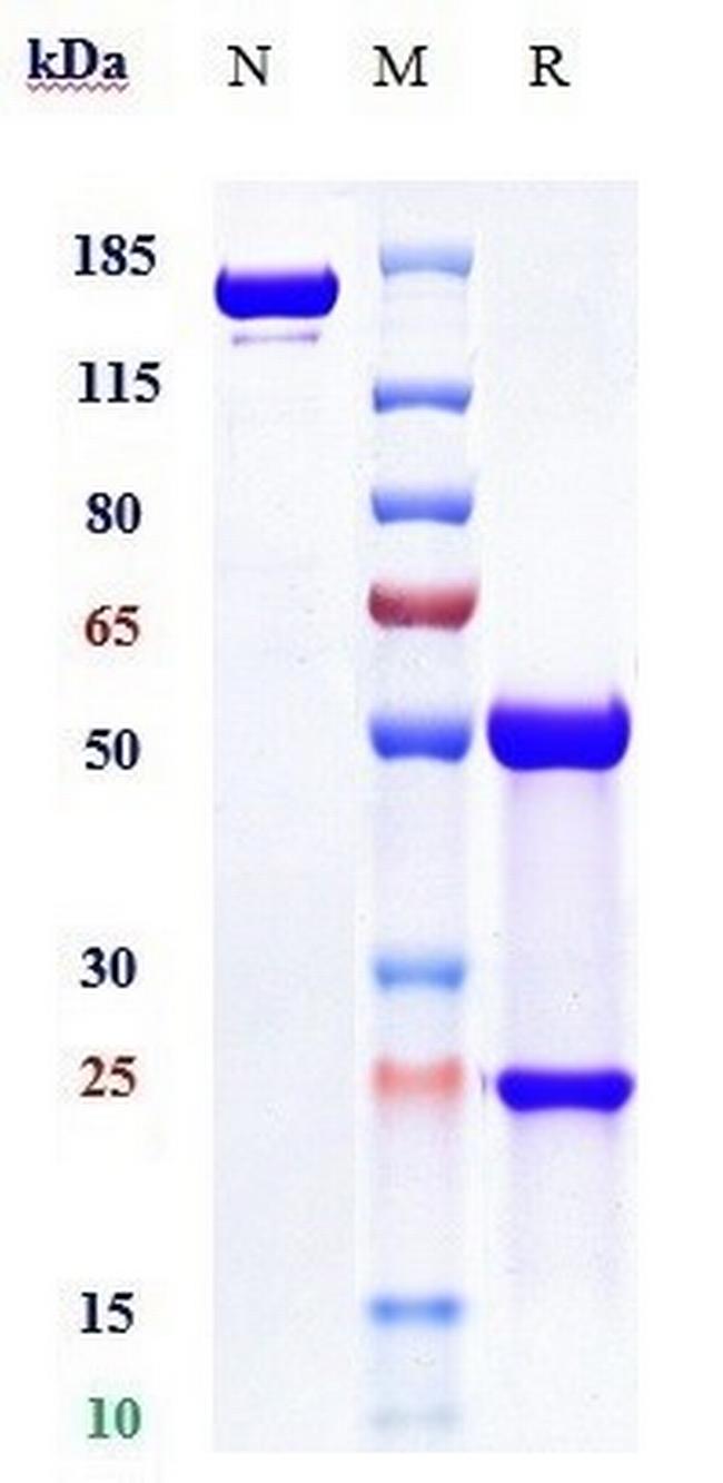 Tanezumab Humanized Antibody in SDS-PAGE (SDS-PAGE)