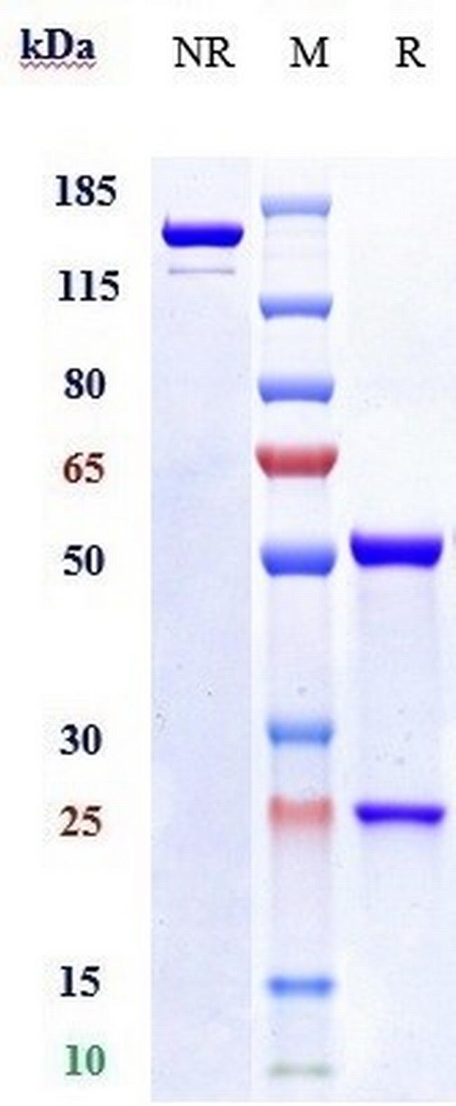 Neuropilin 1 (CD304) (Vesencumab Biosimilar) Antibody in SDS-PAGE (SDS-PAGE)