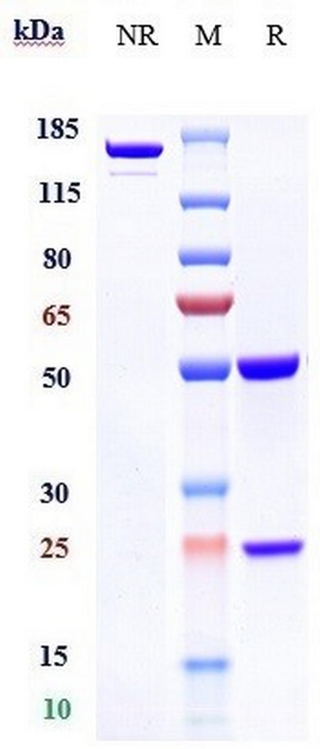 OX40L (CD252) (Oxelumab Biosimilar) Antibody in SDS-PAGE (SDS-PAGE)