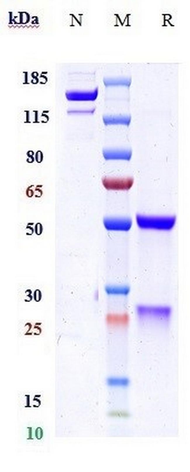 PGLYRP1 (Biosimilar) Antibody in SDS-PAGE (SDS-PAGE)