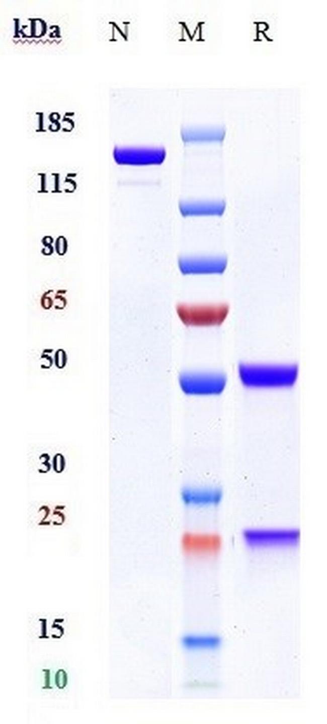 PRAME Biosimilar Antibody in SDS-PAGE (SDS-PAGE)