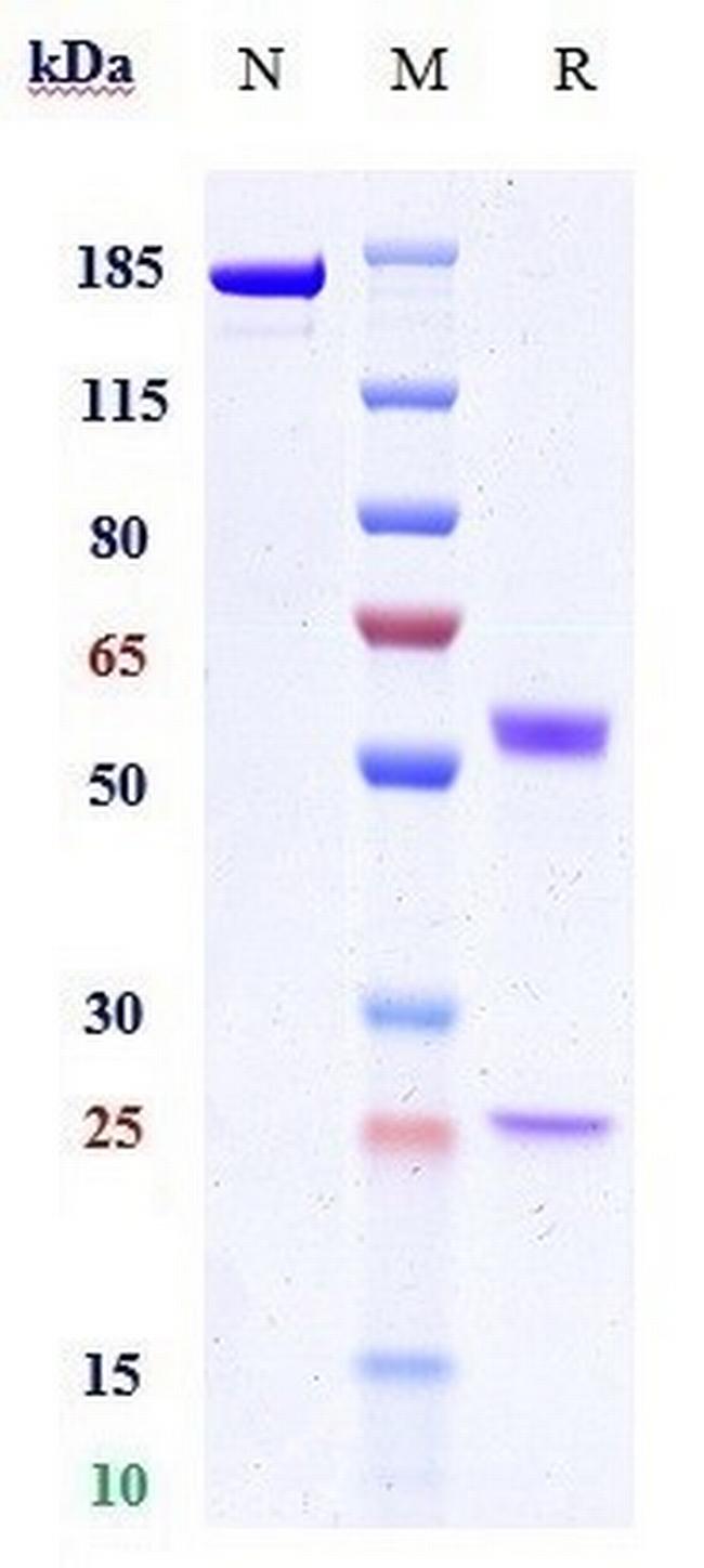 PVRIG (Bivastat Biosimilar) Antibody in SDS-PAGE (SDS-PAGE)
