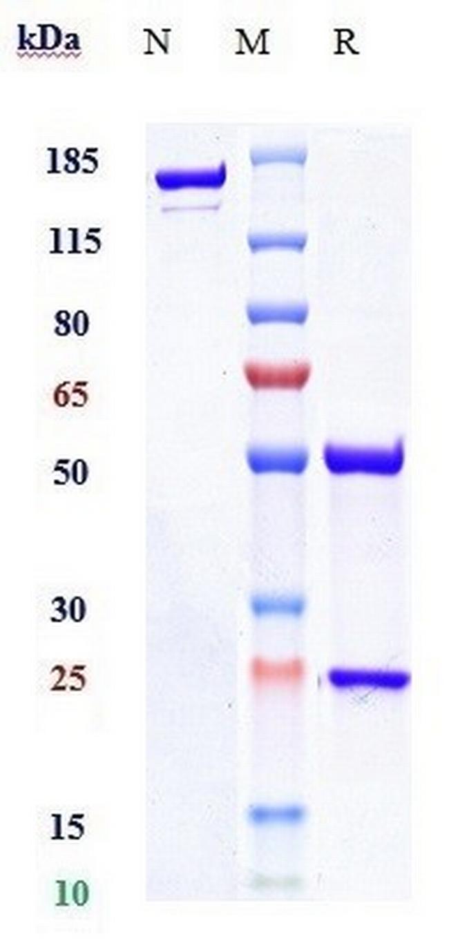 RANKL (RANK Ligand) (Denosumab Biosimilar) Antibody in SDS-PAGE (SDS-PAGE)