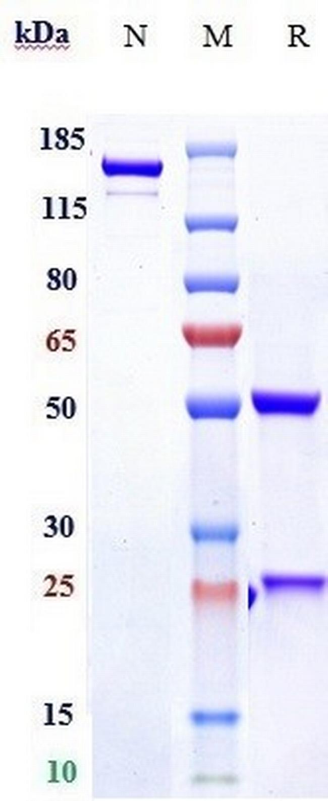 RSPO3 (Rosmantuzumab Biosimilar) Antibody in SDS-PAGE (SDS-PAGE)
